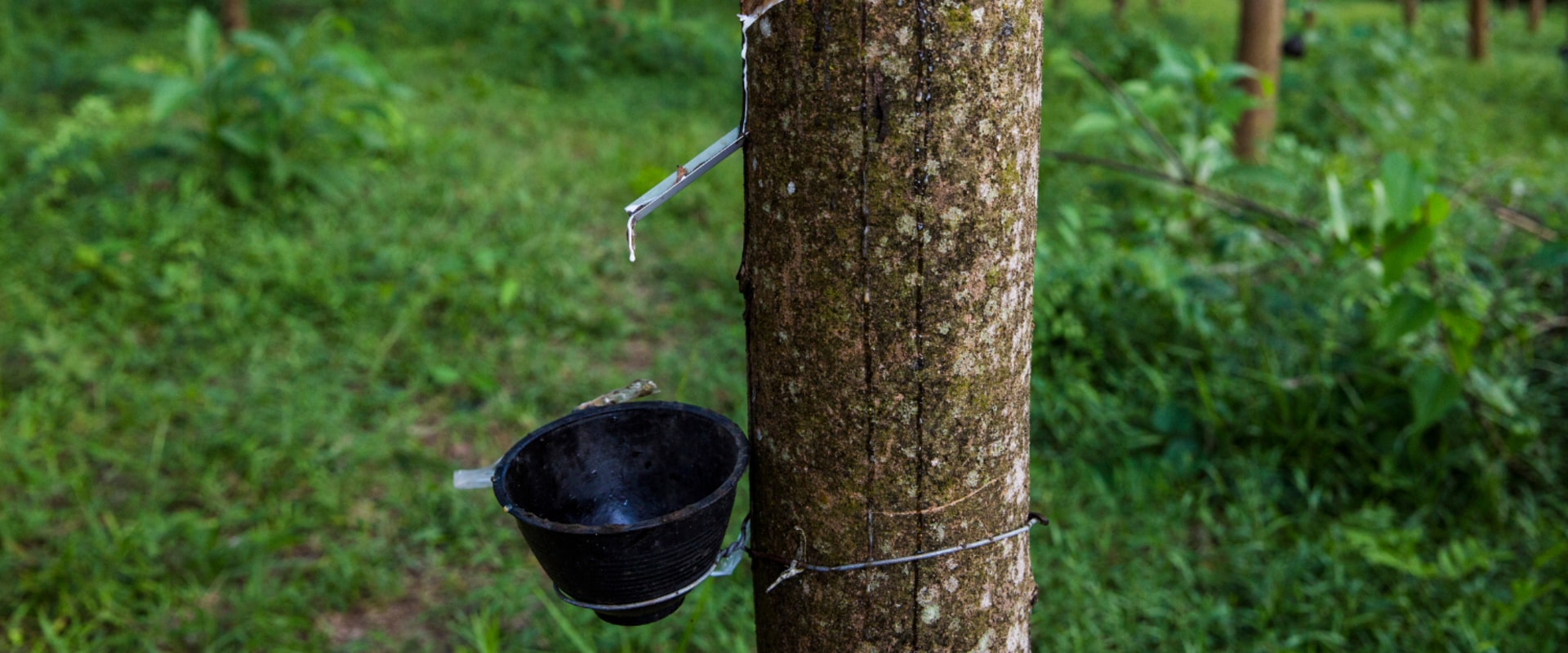 The Impact of the Best Rubber on the Environment