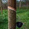 The Impact of the Best Rubber on the Environment